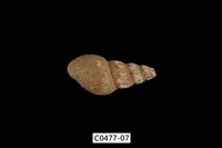 藏品(塔蜷)的圖片